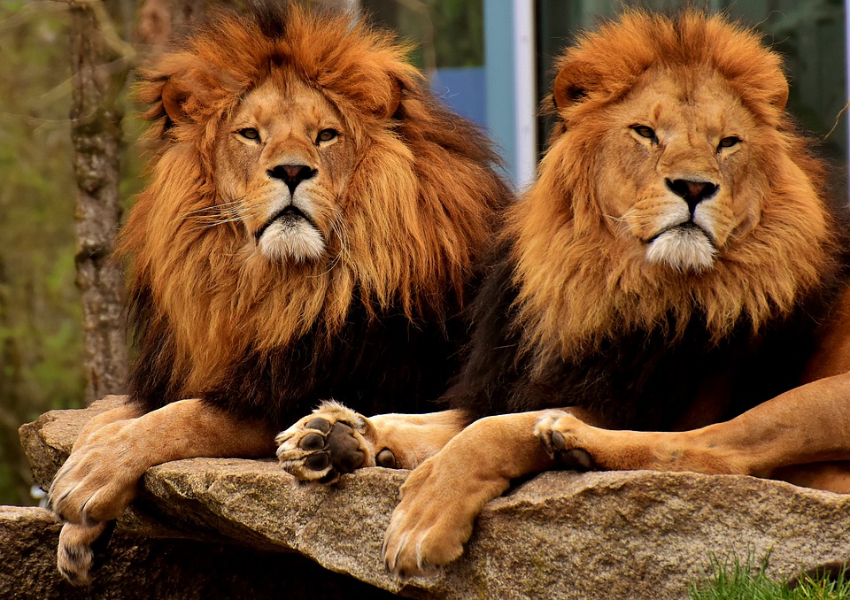 alpha´s