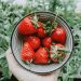 aardbeien bewaren